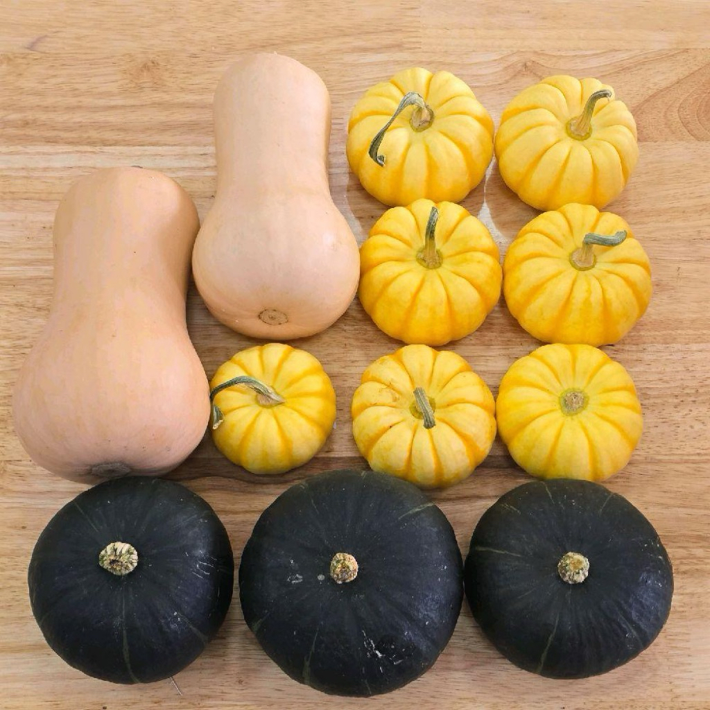 [MIX 3 LOẠI 2.5KG] BÍ HẠT DẺ + BÍ MINI+ BÍ HẠT ĐẬU- HOMES'S FARM ĐÀ LẠT