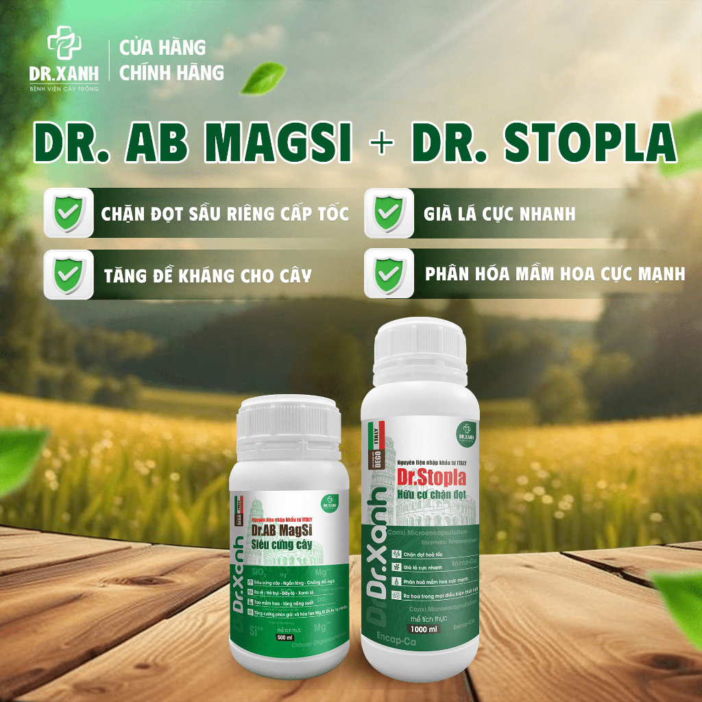 Chặn đọt sầu riêng cấp tốc - già lá cực nhanh - Dr.AB magsi.Dr.Stopla