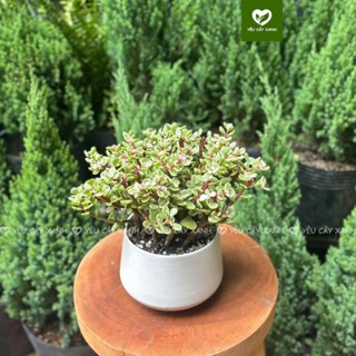  Cây Sen Đá Đô La Hồng  dollar  Size Để Bàn  Để nơi nắng vừa  