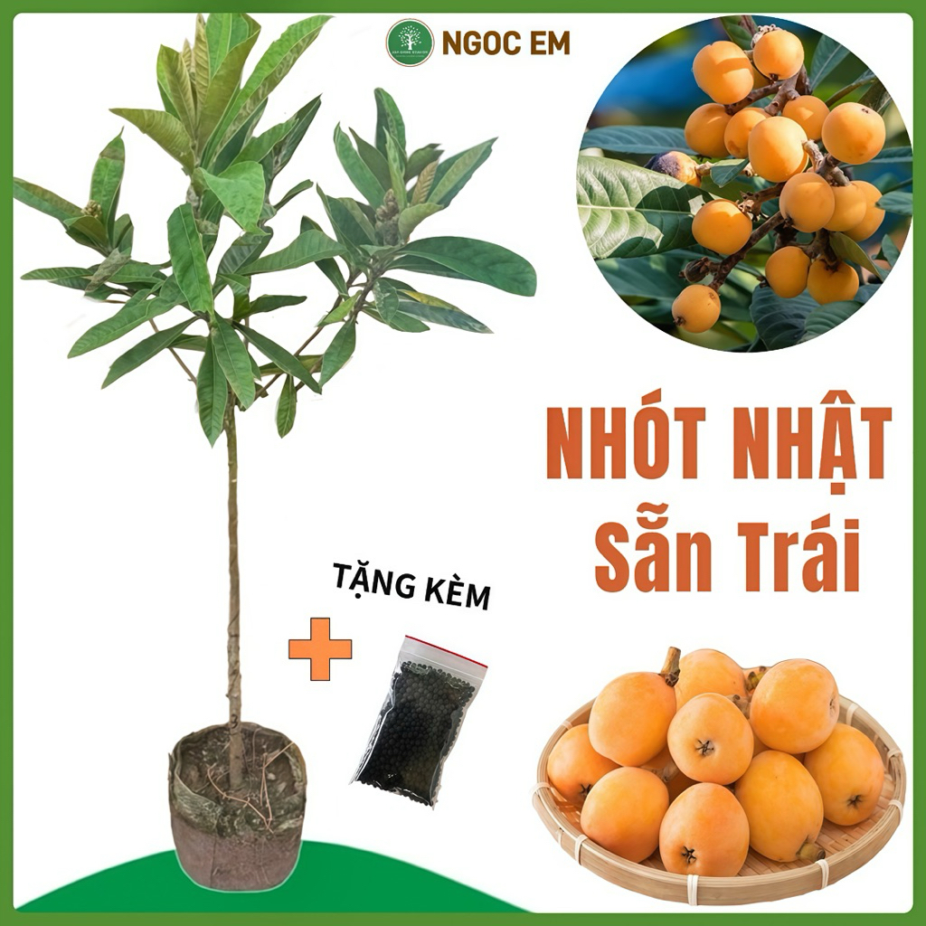 Cây Nhót Nhật biwa ( Sẵn Trái) Cây Lớn 1Mét 5, trái ngọt thơm