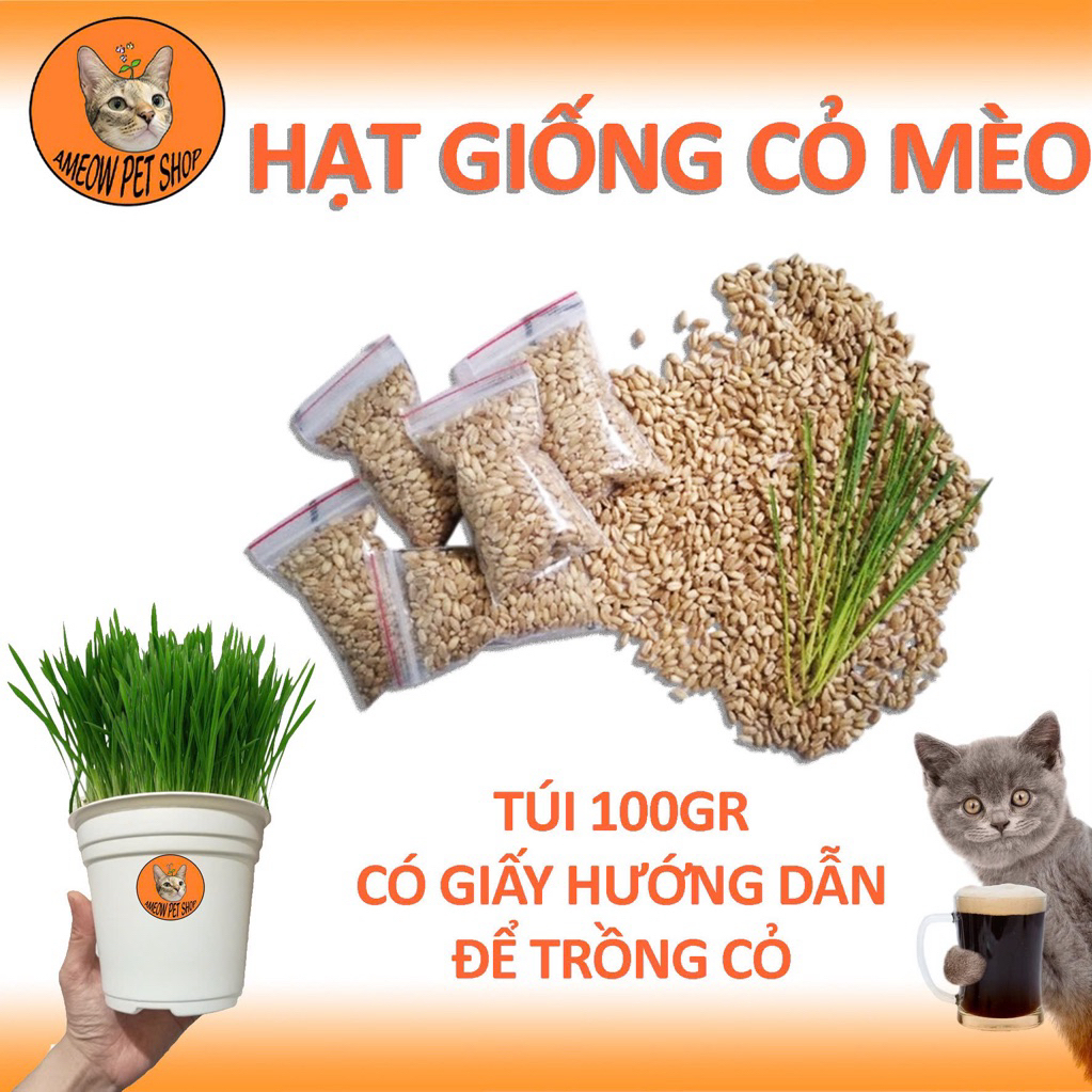 HẠT GIỐNG CỎ MÈO 100GR - CỎ LÚA MÌ