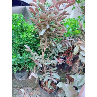 Cây Ổi Tím Cao 1m2-1m4