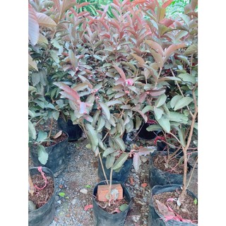 Cây Ổi Tím Cao 1m2-1m4