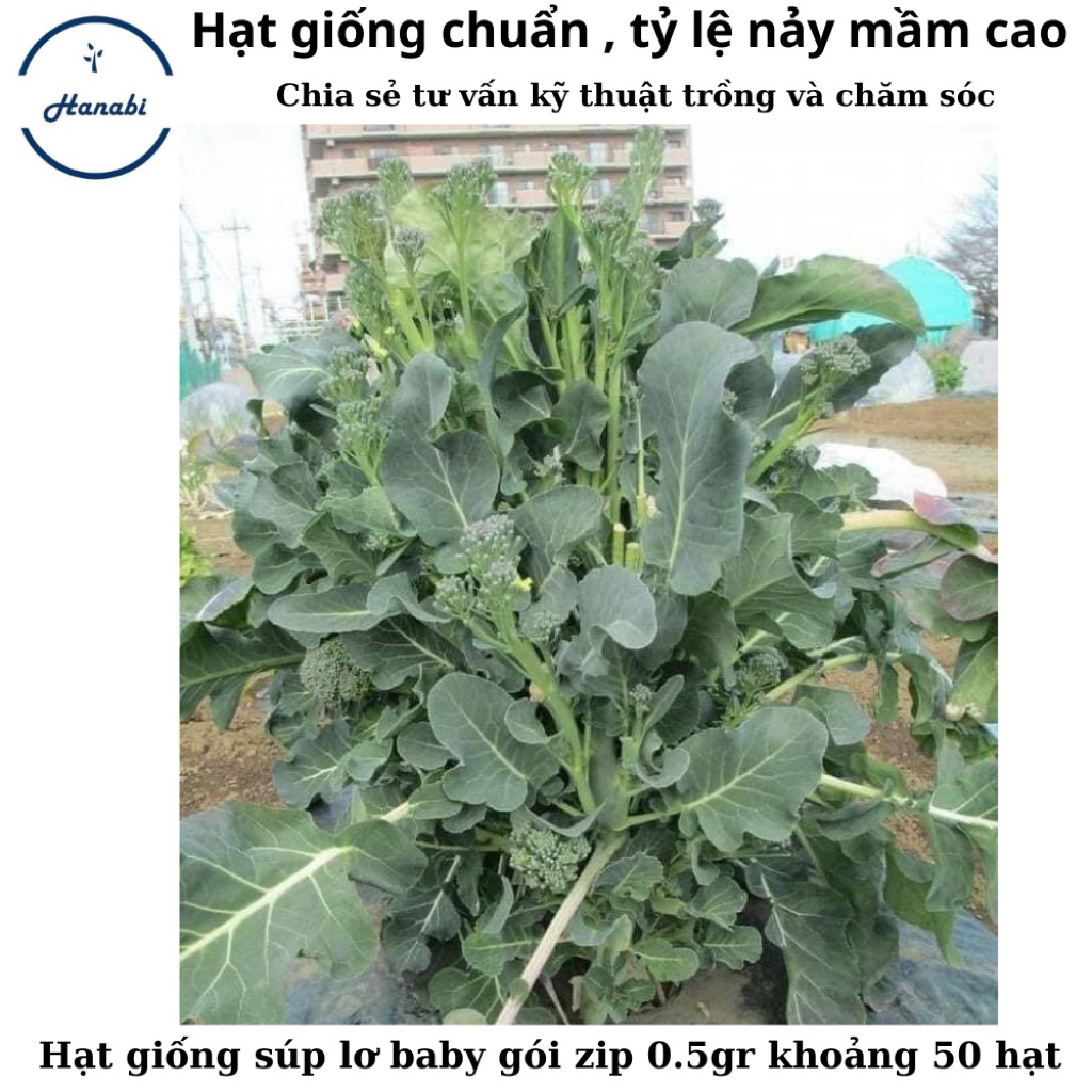 Hạt giống súp lơ baby gói zip 0,5gr khoảng 50 hạt