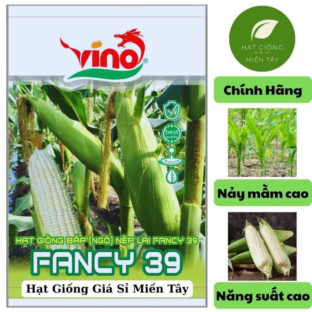 (Gói 100gr và 500gr) Hạt Giống Bắp (Ngô) Nếp Lai FANCY 39 VINO - Giống cho thu hoạch sớm 53-55 ngày