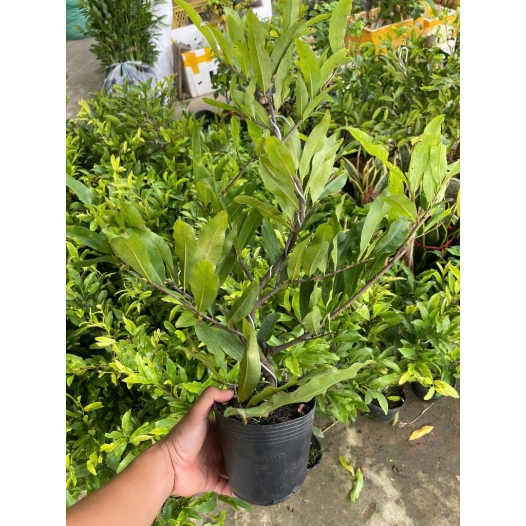 Chậu mai vàng cúc thọ hương ( cây giống chưa ra hoa )