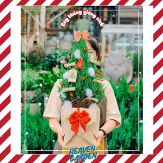   HOẢ TỐC  Cây sơn tùng trang trí noel  cây thông thật giáng sinh mini  