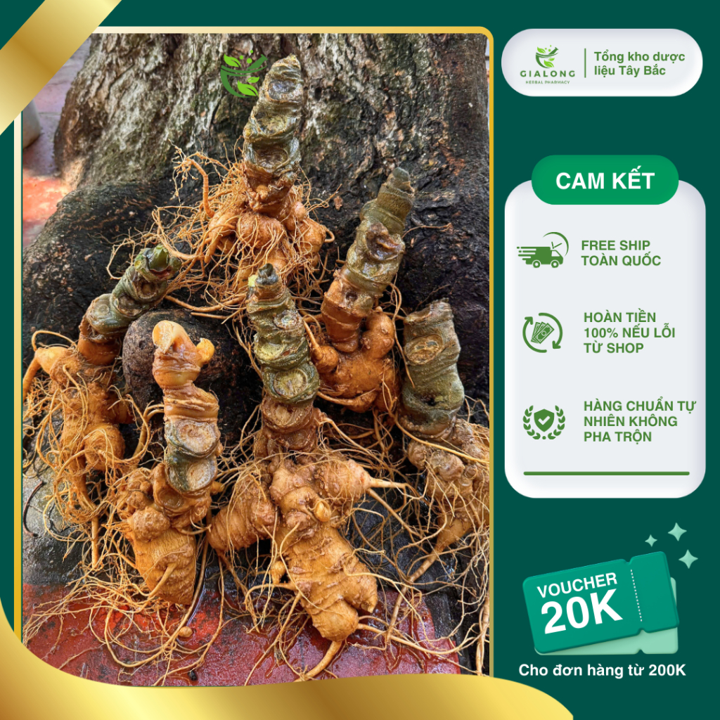 1kg Sâm Lai Châu (Sâm Ngọc Linh Lai Châu) hàng Vùi Rừng già lâu năm được kiểm định