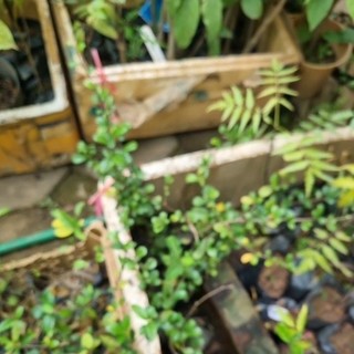 Cây Bùm Sụm Thảo Dược - Dễ Uốn, Dễ Tạo Hình, Chịu Hạn Tốt | Trồng Chậu Cảnh Đẹp, Trang Trí Ban Công