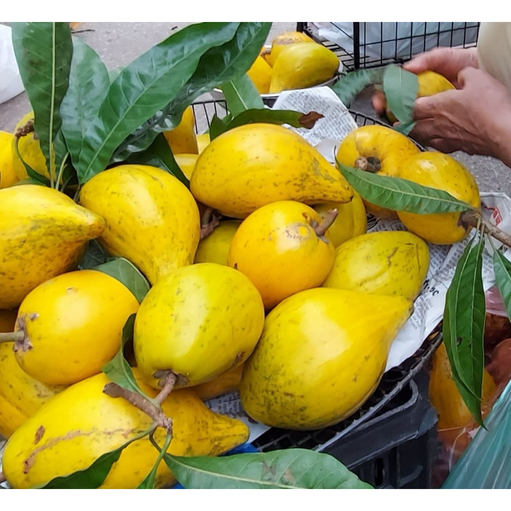 QUẢ TRỨNG GÀ LÊ KI MA 1kg Thơm Bùi