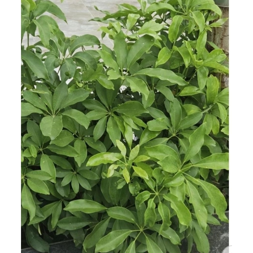 ngủ trảo chân chim lá đắng lá lằng 1kg