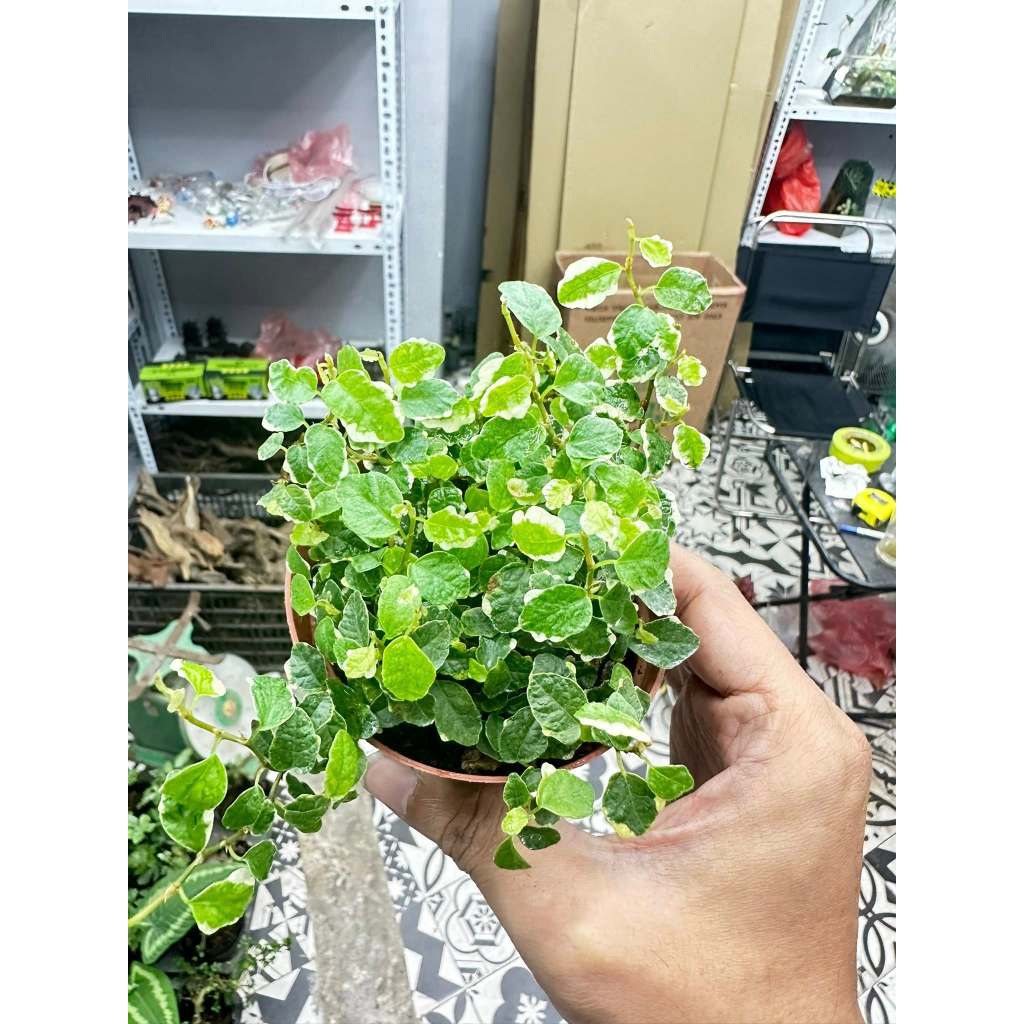 Chậu Vảy ốc lá var, vảy ốc đột biến, vảy ốc trắng ficus pumila , dây ficus var, dây leo terrarium bá