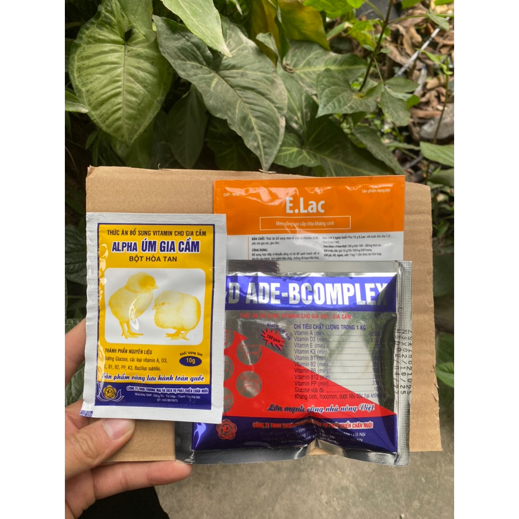 Combo úm gà con mới nở khoẻ mạnh [tặng kèm 1lọ lasota]