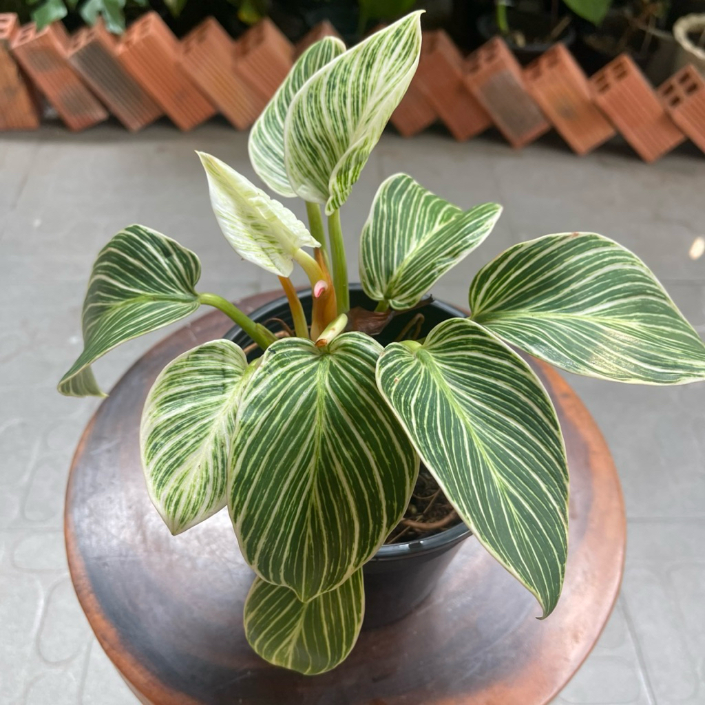 Trầu bà đế vương kim cương-Đế kim cương-Philodendron Birkin