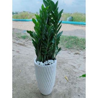 Chậu Cây Kim Tiền Lớn 1m (1 chậu)