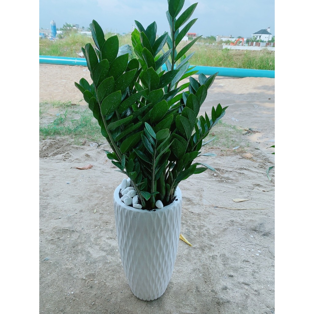 Chậu Cây Kim Tiền Lớn 1m (1 chậu)