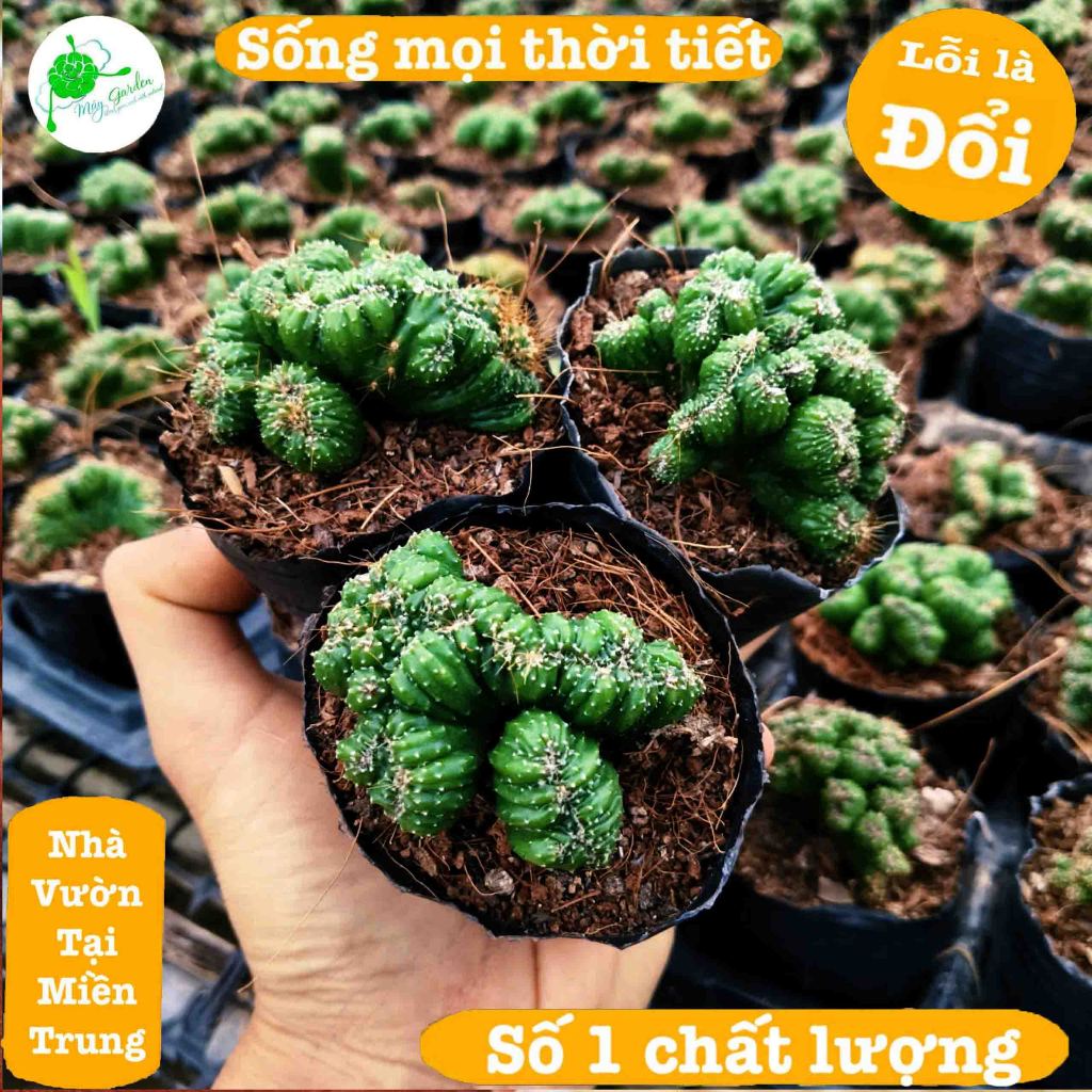 xương rồng mini cress xanh size 3.5-6cm.