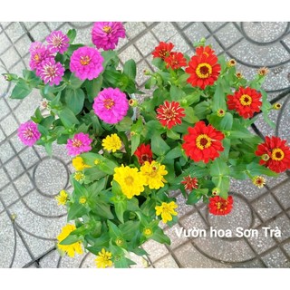 (VHST giao trong ngày) CÂY HOA CÚC LÁ NHÁM.