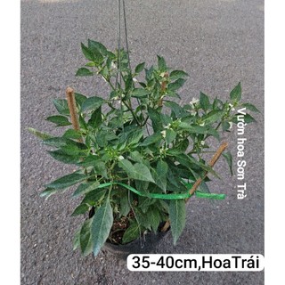 (VHST giao trong ngày) CÂY ỚT CHỈ THIÊN đang hoa/trái.
