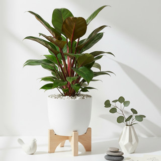 Cây trầu bà đế vương đỏ, phù hợp trang trí để bàn và ban công chiều cao 35cm