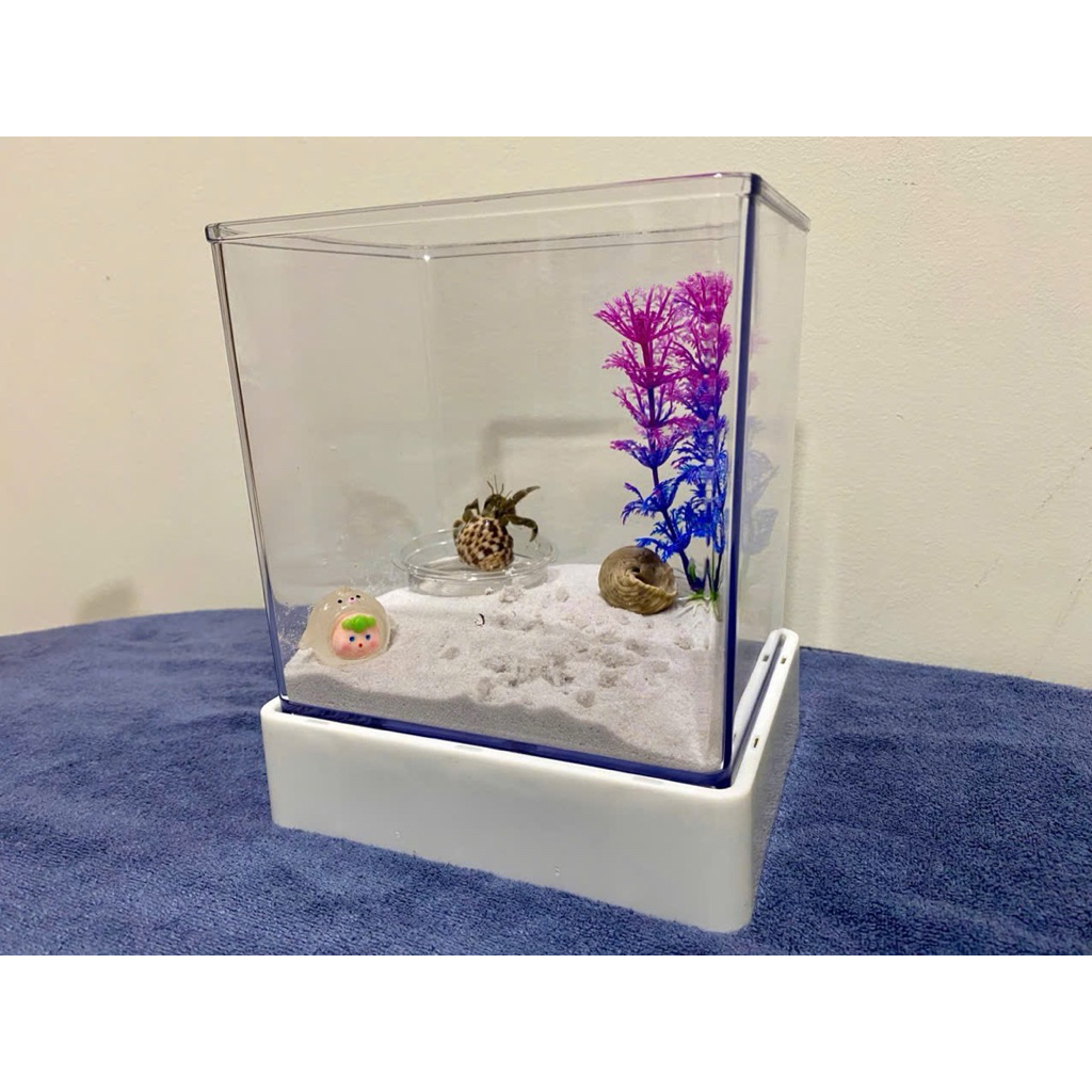 hộp mica nuôi ốc mượn hồn rugo, vio size S M L XL, hồ cá mini