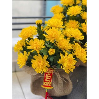 SET 50 LÁ CÚC 5 SIZE CẮT SẴN (không bao gồm kẽm)