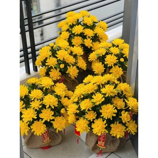SET 50 LÁ CÚC 5 SIZE CẮT SẴN (không bao gồm kẽm)