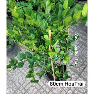 (VHST giao trong ngày) Cây CHANH GIẤY Bến Tre đang hoa.