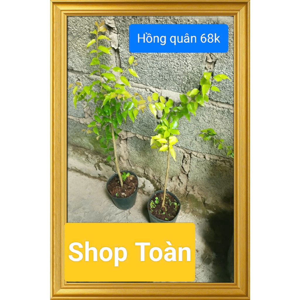 Cây hồng quân khỏe, siêu ưu đãi......68k. đã bật hỏa tốc