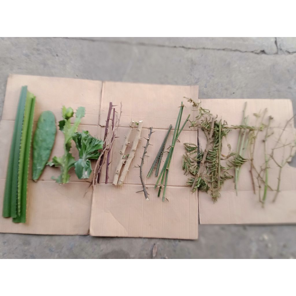 Gai rừng (7 loại, 9 loại, 12 loại) dùng trừ tà, xả xui, treo cửa, giải hạn, xông nhà cửa, quán ăn