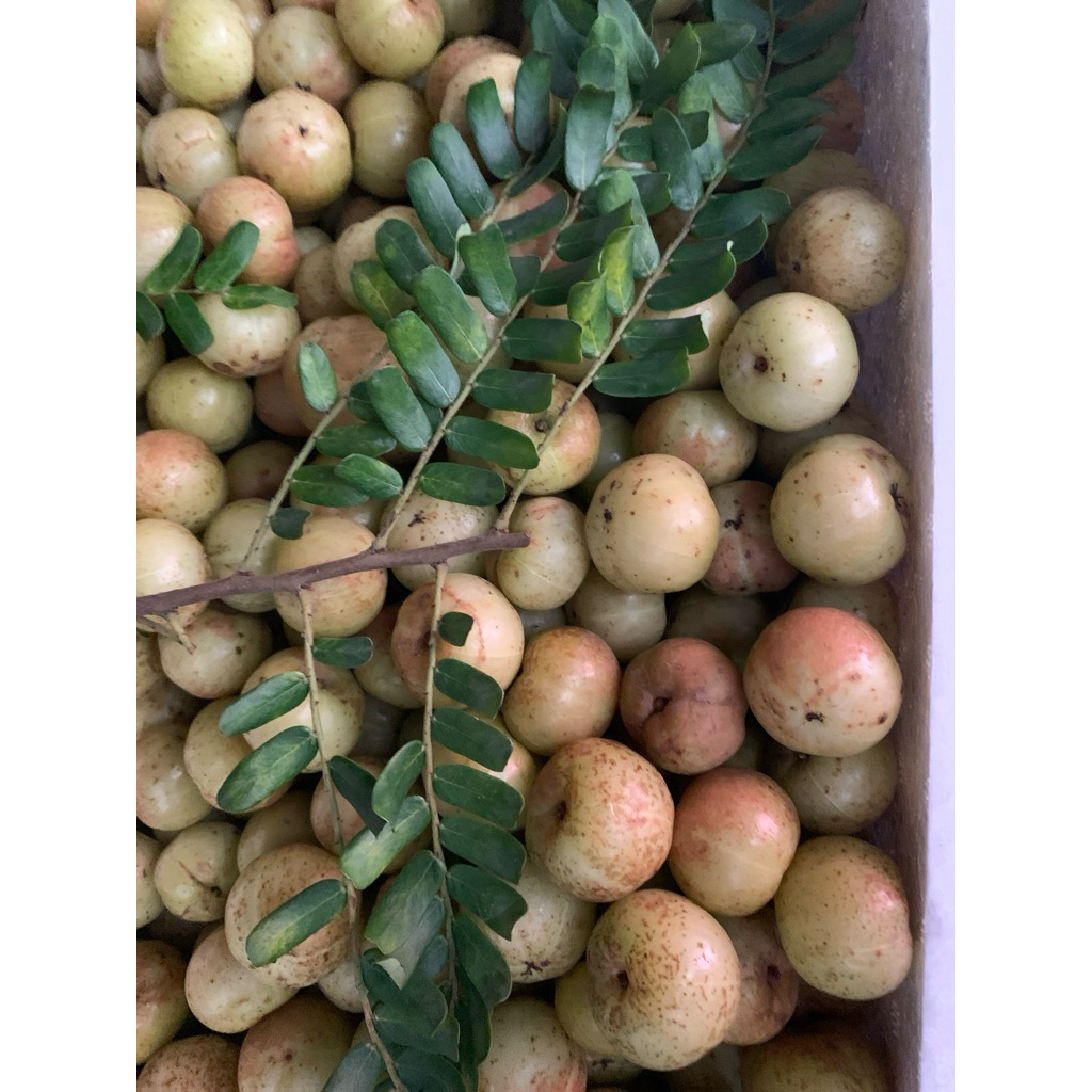 Mắc Kham còn gọi là ME RỪNG