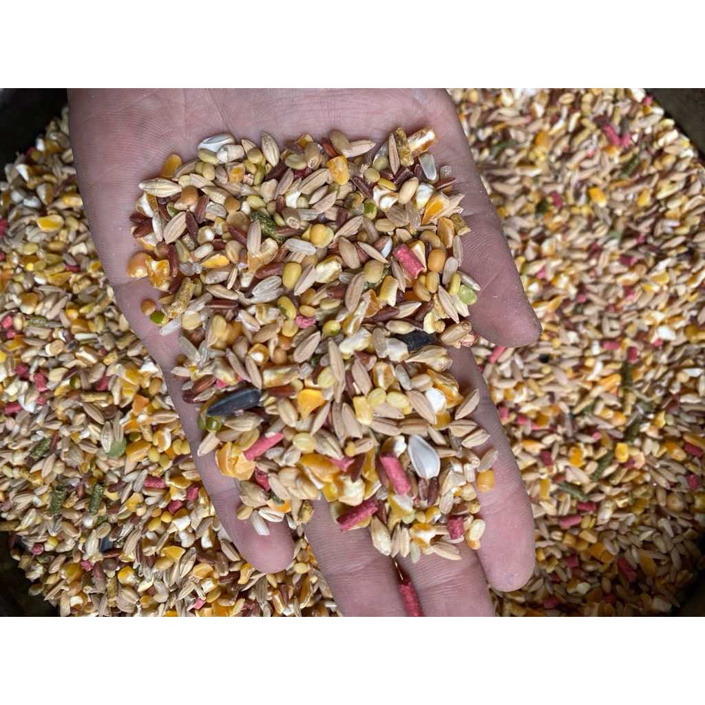 COMBO 5kg Ngũ Cốc Gà Đá