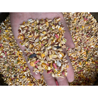 COMBO 5kg Ngũ Cốc Gà Đá