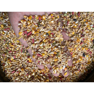 COMBO 5kg Ngũ Cốc Gà Đá