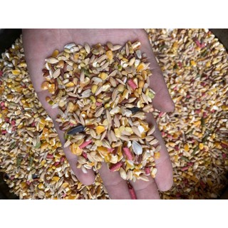 Ngũ cốc gà đá cao cấp túi 5kg, hỗ trợ tiêu hóa, tăng bo, tăng cơ bắp, tăng sức đề kháng, sức rướng tốt