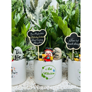   cây để bàn mix sẵn Babilon  Cây Kim Phát Tài chậu sứ kèm bảng mix lá May Mắn  Cẩm Nhung  decor Thần Tài 