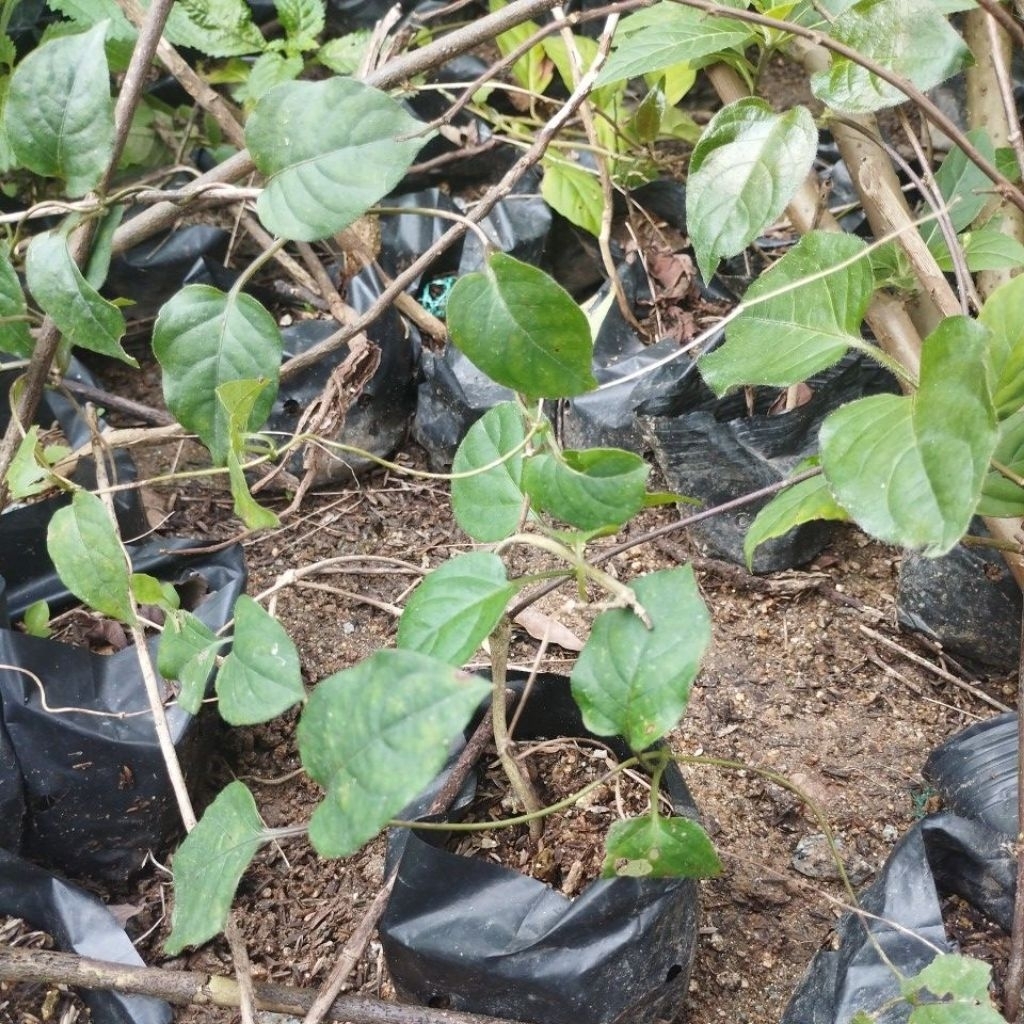 cây lá mơ rừng giống( rau gia vị, mơ lông xanh)