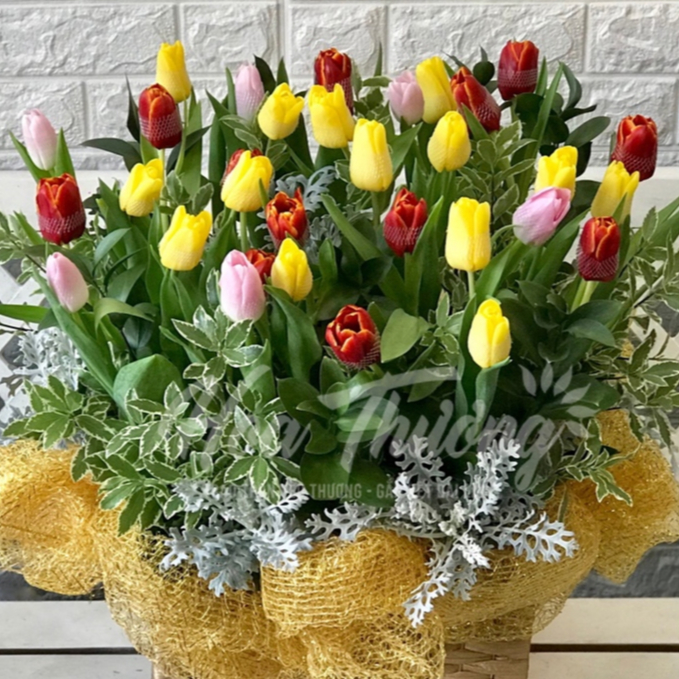 Combo 5 Củ Hoa Tulip Hà Lan Mix Nhiều Màu Củ To Đẹp, Bông To Lâu Tàn, Chịu Nhiệt Tốt Dễ Ươm Trồng