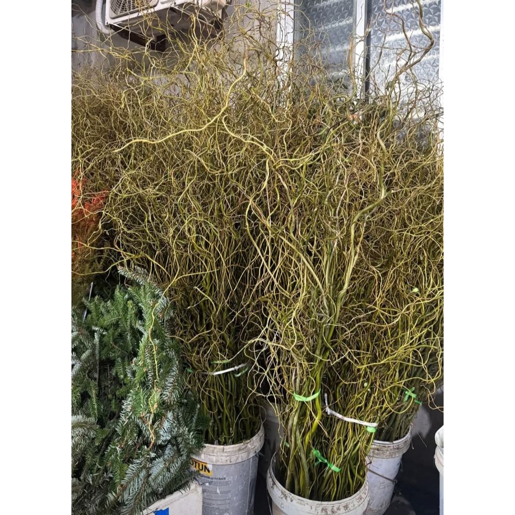 cành hoa tươi salix bó 10 cành salix cao 1m5 1m7