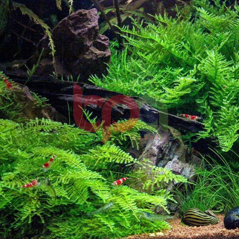 RÊU MINI TAIWAN MOSS DÁN ĐÁ LŨA TRẢI NỀN -  SETUP CHO HỒ CÁ THỦY SINH