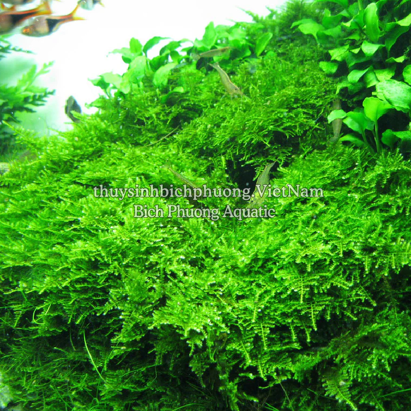 RÊU MINITAIWAN 1 TẤC - MINI TAIWAN MOSS TRANG TRÍ ĐÁ LŨA TRẢI NỀN TƯỜNG RÊU GẮN BONSAI CHO HỒ THỦY S