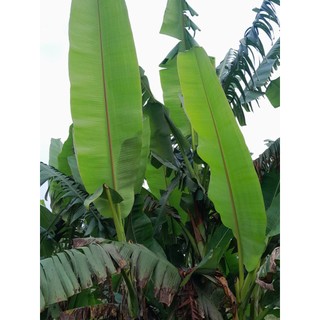 1kg lá chuối tươi vườn nhà( chỉ giao khách miền bắc)
