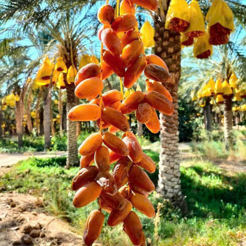 Chà Là Nguyên Cành Sheba Cao Cấp, Ngọt Dẻo Thơm Lừng, Hàng Nhập Khẩu Từ Libya - Hộp 500gr