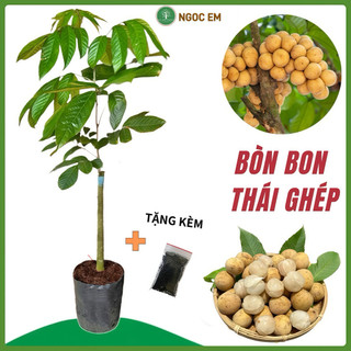  CÂY BÒN BON THÁI CHUẨN HÀNG THÁI F1   Cao 1Mét2  năm cho quả 