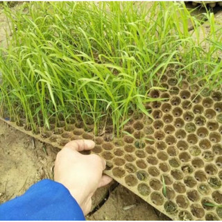 khay mạ 561  lỗ . Tăng năng suất , giảm sâu bệnh ( loại 1)