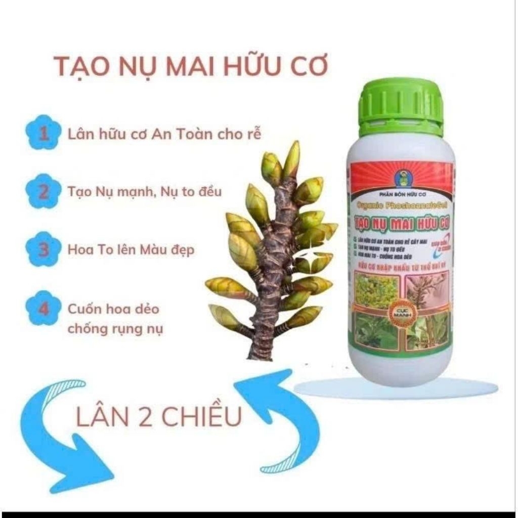 Tạo nụ mạnh, nụ to đều, hoa mai to, cuốn hoa to lên màu đẹp, cuốn hoa dẻo, chống rụng nụ