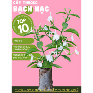 1 BẦU CÂY BẠCH HẠC GIÀ 1 NĂM, THU HOẠCH ĐƯỢC NGAY SAU KHI MUA, CÂY ĐANG ĐẺ CON