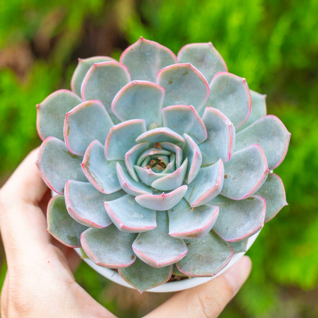 Sen đá viền tím 9-11cm - Vườn sen đá