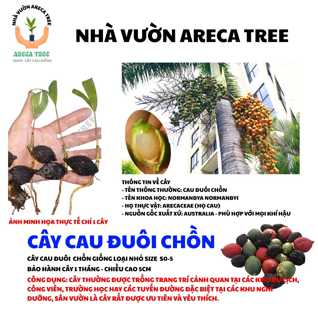 Cây Cau Đuôi Chồn Australia - Chiều cao 5-15cm - Giống cây thân cao lâu năm, hình thức thẳng, xuất xứ từ Châu Úc 1