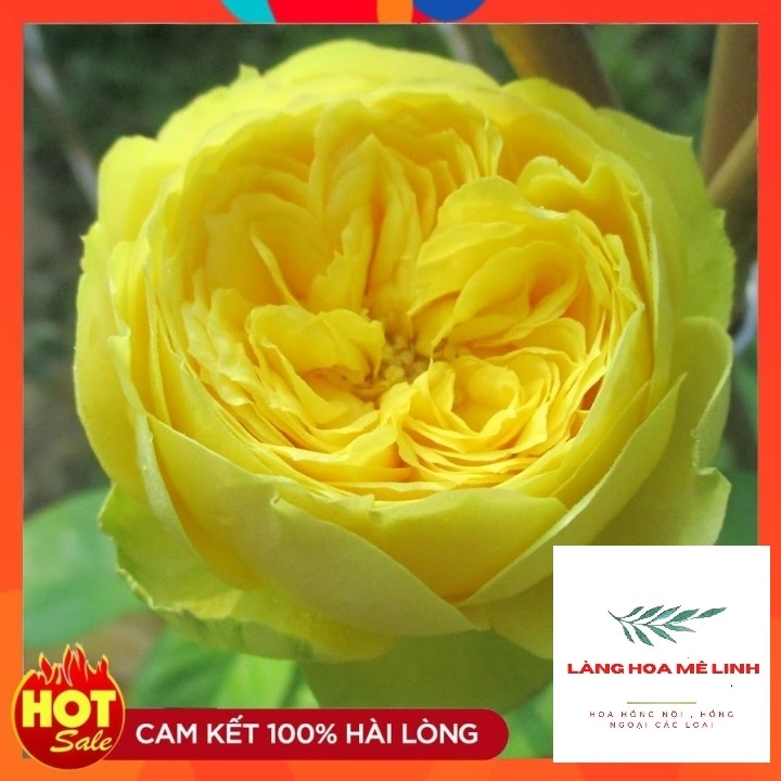 Hoa Hồng Bụi Catalina [MÀU VÀNG CHANH] tuyệt đẹp,hương thơm mộc dược, hoa lâu tàn⭐⭐🍀🍀🍀